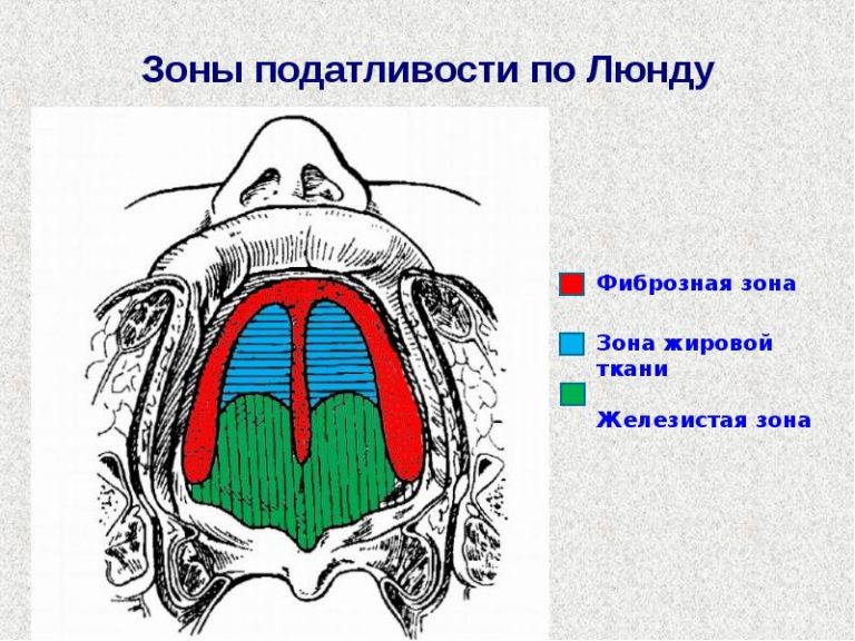 Задняя треть языка фото